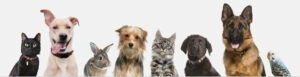 Animal-Month-300x77